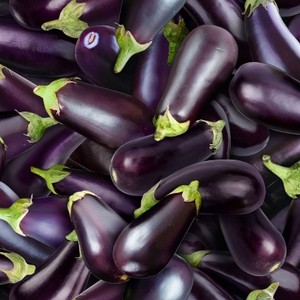 EE Schenck Food Festival ELS634-PUR	Eggplant Purple