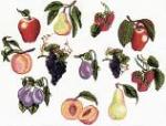 Balboa Threadworks 77N Fruit Collection 1 5x7 Embroidery Disks